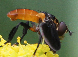 Trichopoda pennipes 